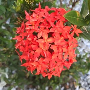 Meet your Posher, Cara